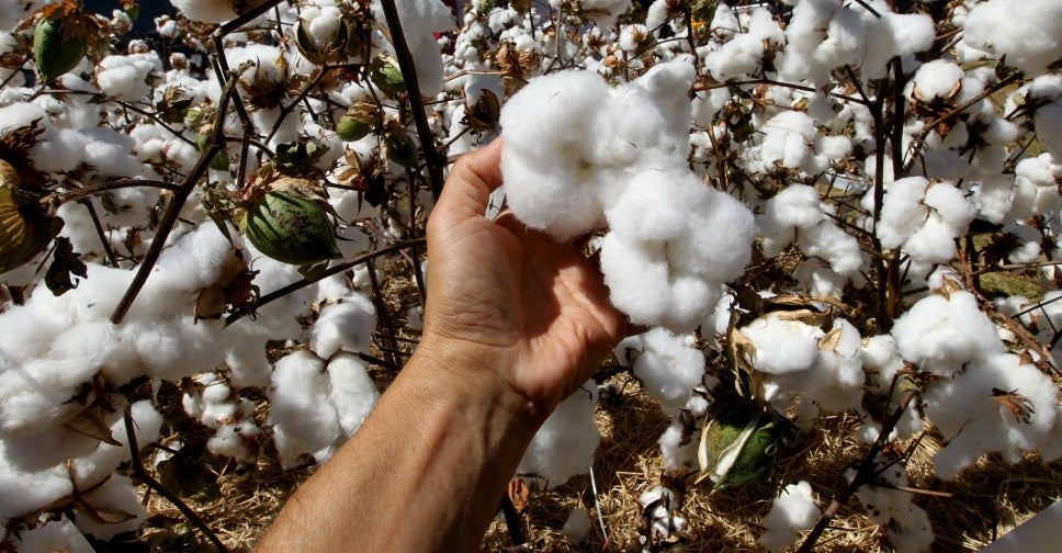 Cotton cultivation for textile production